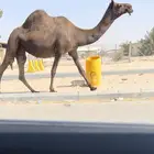 لقاح مجاهيم بكر وثنو