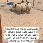 طليان نعيم جذعان ضحايا إنتاج مزرعة الدلم