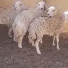 حريات
