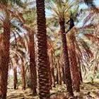 نخل طويل منوع