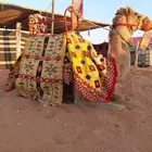 سلام عليكم يوجد لدينا اجار خيل و جمال وسيسي يوم اسبوع شهر