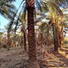 يوجد لدينا نخل للبيع نخل زينه وعربي علا جميع المقاسات