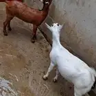 عنوق للبيع الموقع الداير
