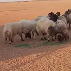 غنم حيل للبيع