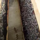 نحل فرنج للبيع