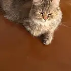 قطة