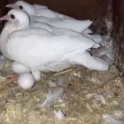 حمام فرنسي فااخر