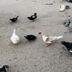 ذكور بط مصري مسكوفي بلدي