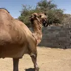 بعير حمر اوارك هايج ناب مشروط