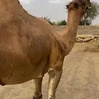 بعير حمر مجاهيم مشروطه للبيع