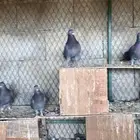 قطايف حمام قلابي قطيفي