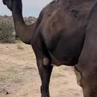 ناقه منوب لقحه فوق النصوف للبيع