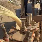 شمايل للابل النياق