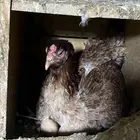 دجاجه رقاده بكستانيه