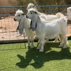 فحول عوارض بيض صنف نادر خصمم تم البيع