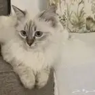 قطه للبيع ب 500