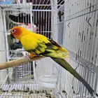 ذكر صن كنيور