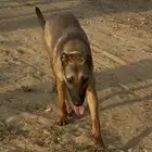كلبه مالينو انثى