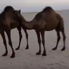 حيران