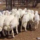 اللي عنده بهم 20 وفوق