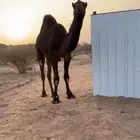 قعود مجهم
