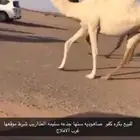 زمول ولقحات وضرايب كفو
