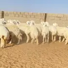 رخال حريات حرش صنف 40 راس ( تم البيع )