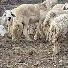 مشروع فحل صنف