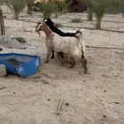 3 من المعزا