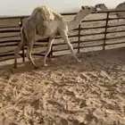 قعدان فل طيبه لبيع