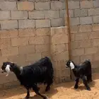 عنز عارضية متبع ( تم البيع )