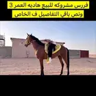 فرس طيبه