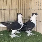 حمام شيرازي او لاهوري جوز منتج ماشاءالله. للبيع