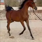 مهر جمال للبيع