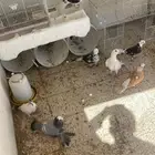 حمام للبيع ساكسون الماني وا قطيفي وفرنسي