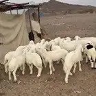 البيع