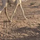 للبيع حوار رماني عمره ثلاث شهور