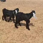 تيوس مقفله شحم وطيبات