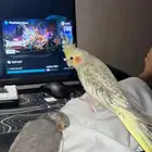 ماشاءالله