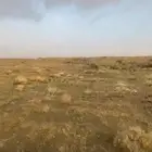 ارض للبيع في العماره في مخطط الاعليب بصك اكتروني صيده