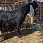 تيس عارضي صنف