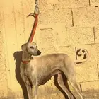 السلقة