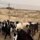 تيوس