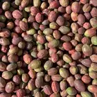 لوز قطيفي حبان جملة و مفرد