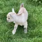 ماعز قزم قزم الليف جدا الماعز القزم الصغير صديق الطفل