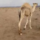 قعود قصب