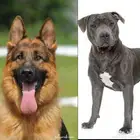 مطلوب كلاب تبني