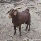 تيس فحل ادهم للبيع