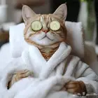 عروض حلاقة وترويش القطط