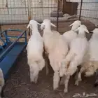 طليان حري نظف شحم فل من الطايف